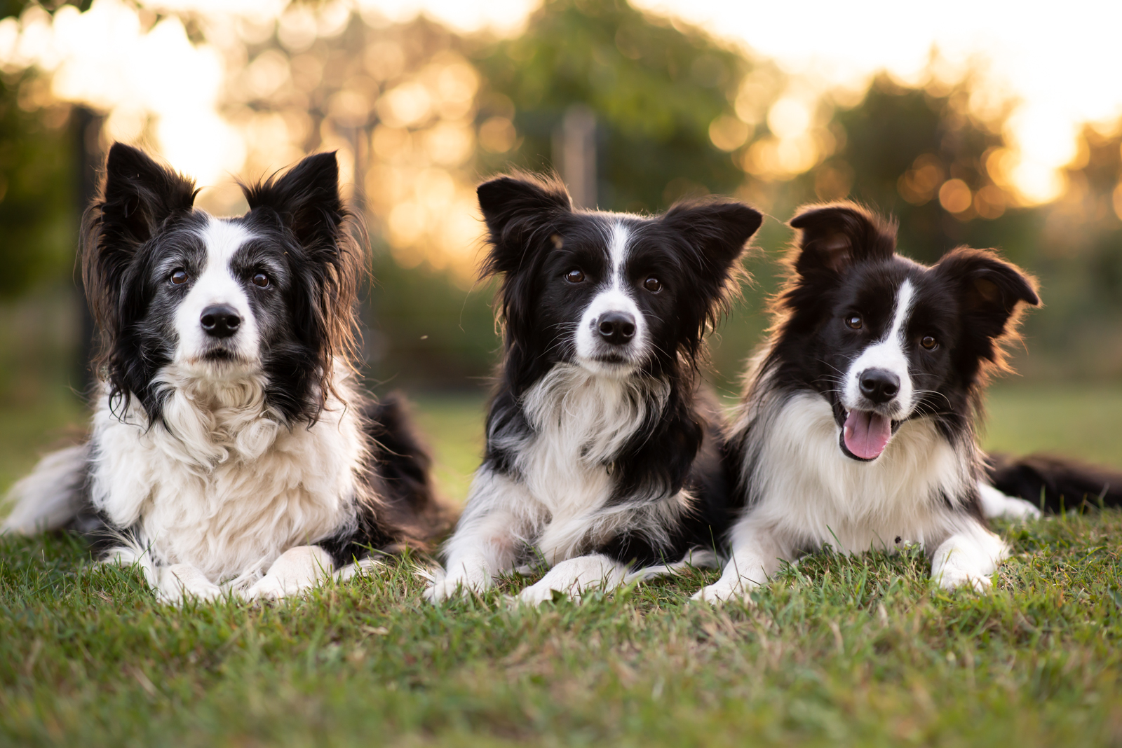 border collie grace of angel´s home